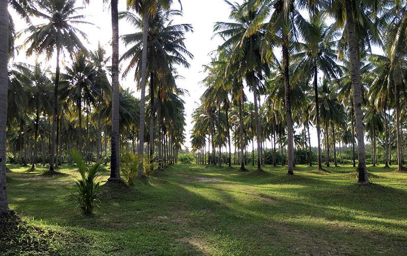 Khao Lak Golden Coconut 호텔 외부 사진